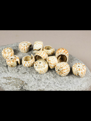 13 ancient shell beads