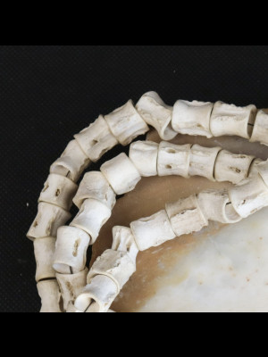 Strand of 107 fish bone beads 10-14mm