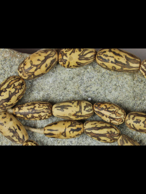 18 raffia palm seeds