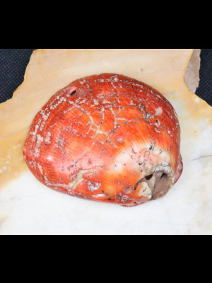 Antique (or ancient?) shell bead